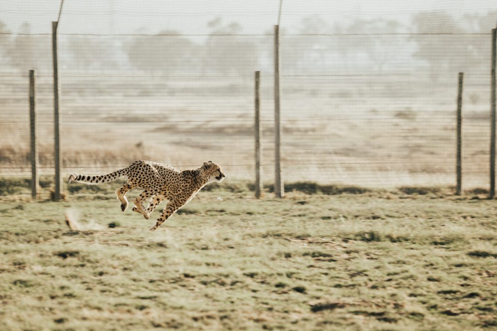A Running Cheetah