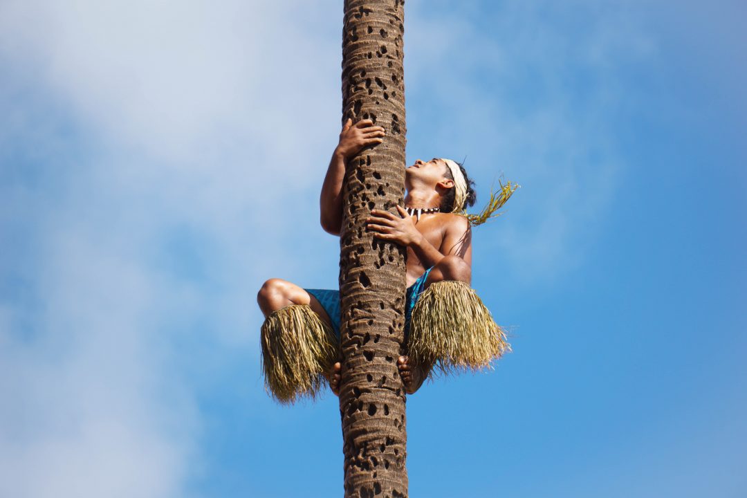 Man climbing coconut tree